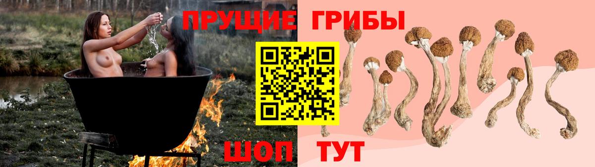 Кудрово  Псилоцибиновые грибы Cubensis  Вход с VPN 